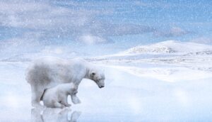 Animaux de l'arctique