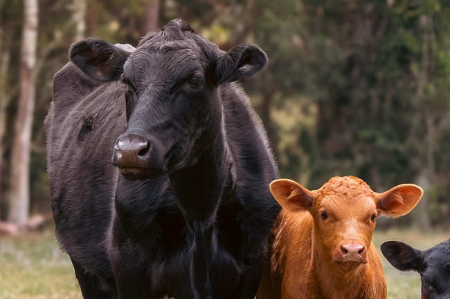 Pourquoi le taureau fascine encore dans le monde rural