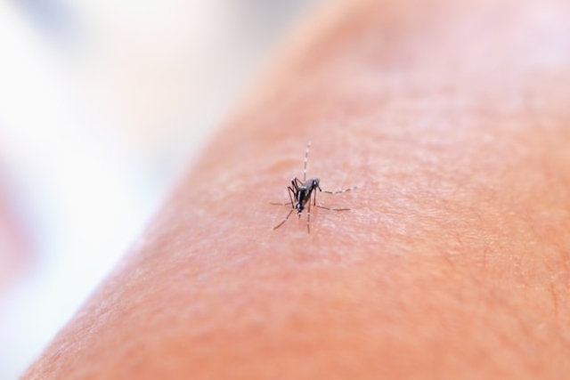 Les vecteurs de maladies parasitaires : décryptage de leur rôle crucial dans la transmission