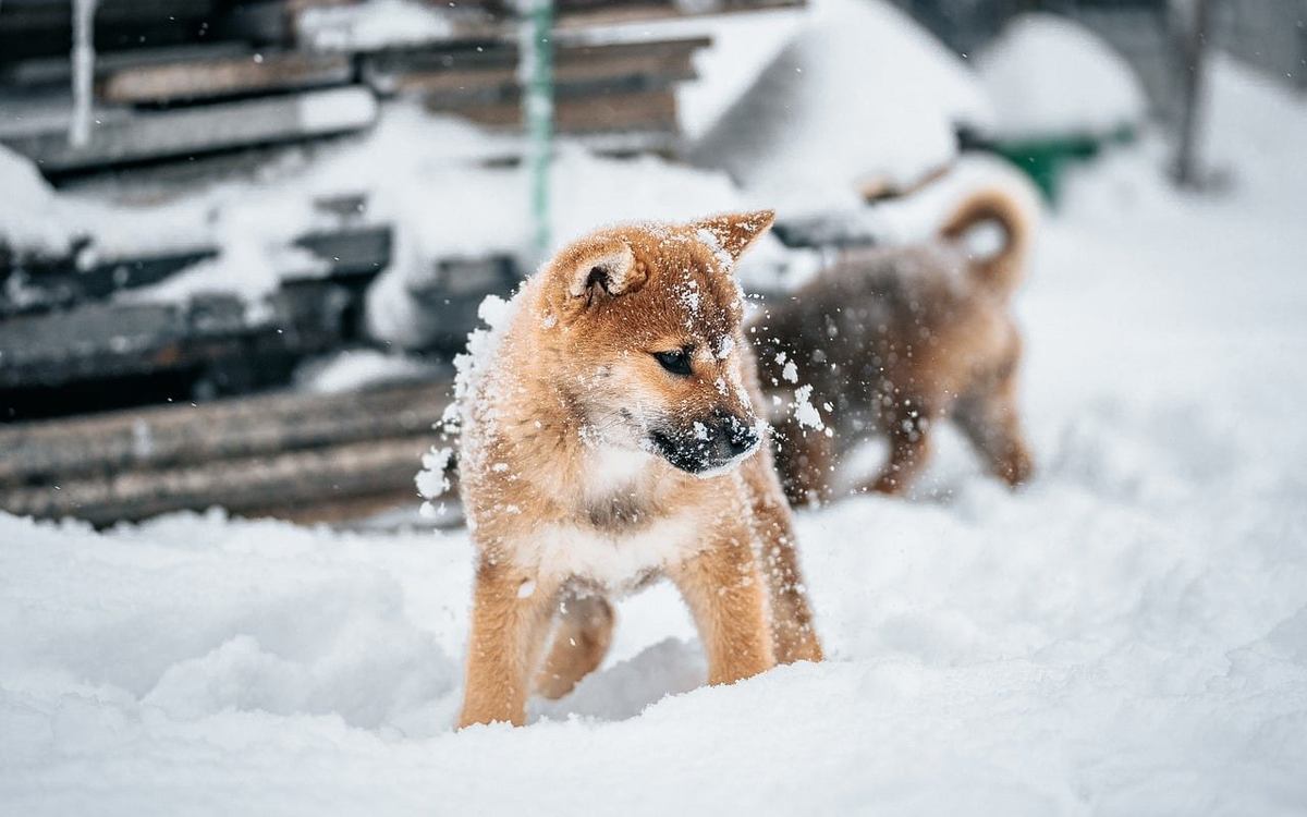 Chien marron et chien gris jouent dans la neige profonde, flocons autour d'eux